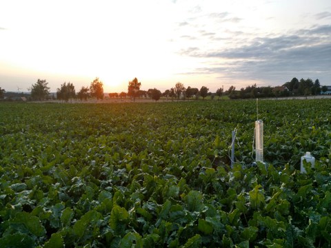 Ein Feld mit Blattgemüse, im Hintergrund stehen vereinzelt Bäume. Rechts im Vordergrund eine Messtation.