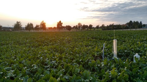 Ein Feld mit Blattgemüse, im Hintergrund stehen vereinzelt Bäume. Rechts im Vordergrund eine Messtation.