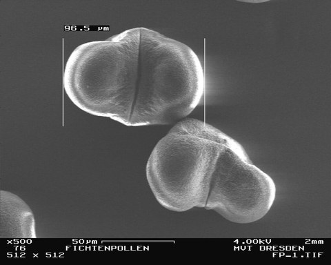 Fichtenpollen