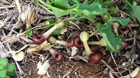 Foto der Pflanze Aristolochia microstoma