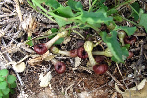 Foto der Pflanze Aristolochia microstoma