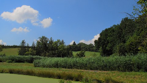 Landschaft mit Wiese (vorn), dahinter niedrige Baumgruppen, blauer Himmel mit wenigen Wolken.