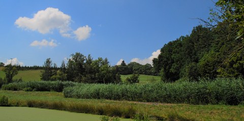 Landschaft mit Wiese (vorn), dahinter niedrige Baumgruppen, blauer Himmel mit wenigen Wolken.