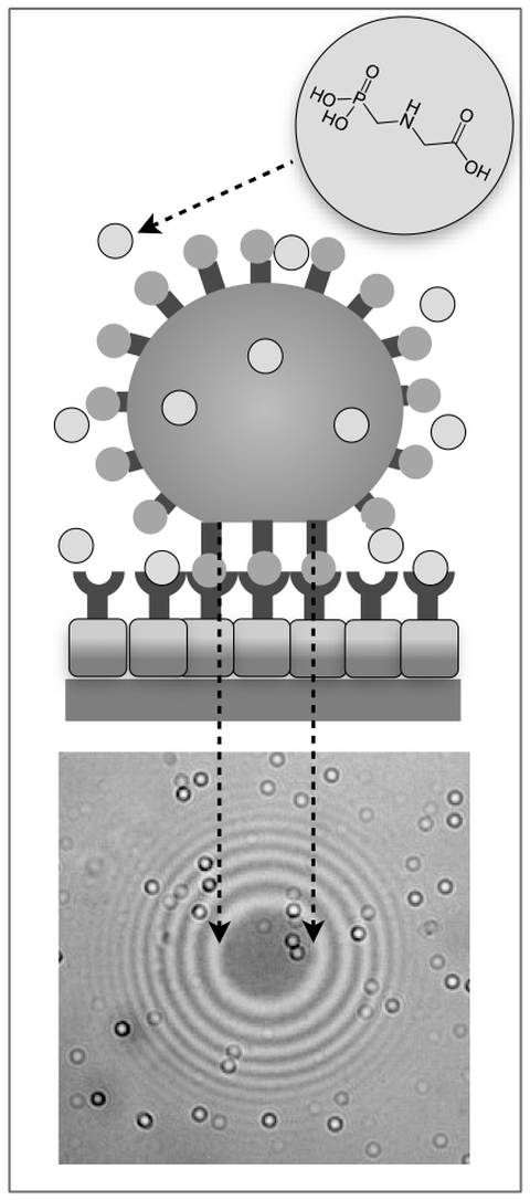 Grafik Glyphosat