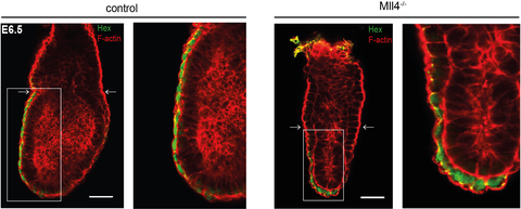 Mikroskopische Aufnahmen in rot von gesunden und defekten Embryonen