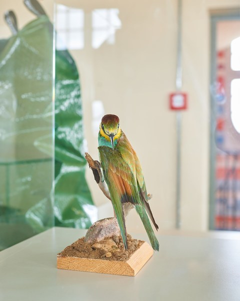 Ein ausgestopfter, exotischer Vogel auf einer hölzernen Sitzkonstruktion in einer Vitrine.