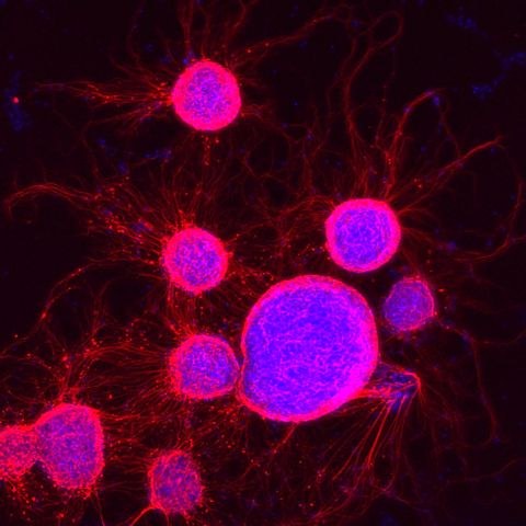 Mikroskopische Aufnahme von Mäusezellen. Die Zellkerne sind blau, die Neuronenprojektionen rot eingefärbt. Der Hintergrund ist schwarz. 