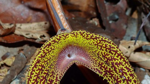 Blüte der Aristolochia wankeana