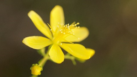 Eine Blüte vom Johanniskraut vor dunkelgrünem Hintergrund