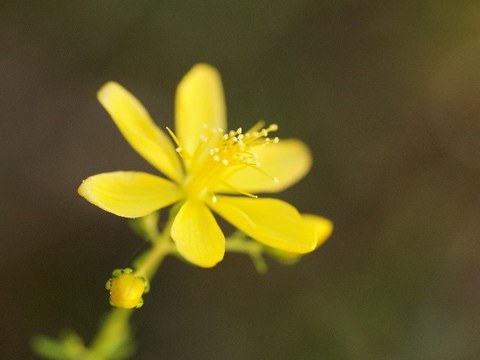 Eine Blüte vom Johanniskraut vor dunkelgrünem Hintergrund