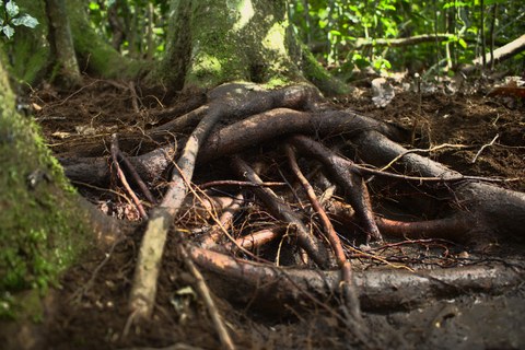 Verschlungene Wurzeln eines Mangrovenbaums.
