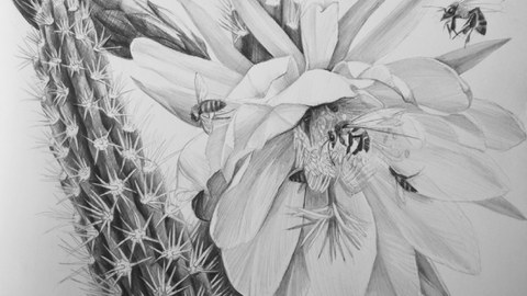 Bleistiftzeichnung der Blüte und eines Stängels der "Königin der Nacht"