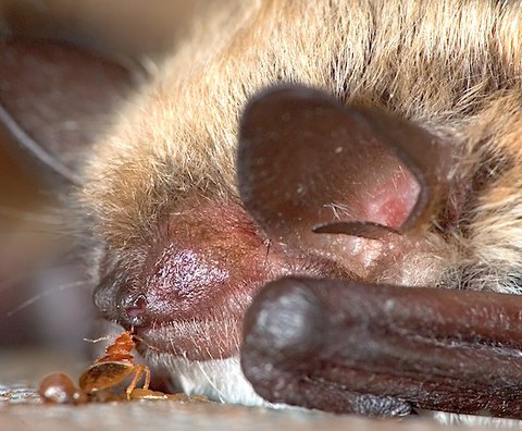 Bettwanze mit Fledermaus