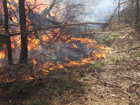 Bodenfeuer im Wald, links sieht man verkohlte, dünne Bäume, rechts trockenen Waldboden. Dazwischen brennt ein Streifen Feuer