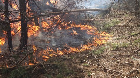 Bodenfeuer im Wald, links sieht man verkohlte, dünne Bäume, rechts trockenen Waldboden. Dazwischen brennt ein Streifen Feuer