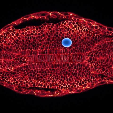 Mikroskopische Aufnahme eines Zebrafisch-Embryos