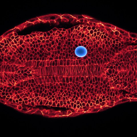 Mikroskopische Aufnahme eines Zebrafisch-Embryos