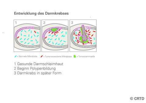 cancer scheme de