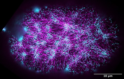 Bild des Aktomyosin-Kortex in einem einzelligen Embryo, aufgenommen mit hochauflösender Fluoreszenzmikroskopie. Die Aktinfilamente sind magentafarben markiert, die Bereiche, in denen Kräfte und Drehmomente erzeugt werden, sind cyanfarben markiert. 
