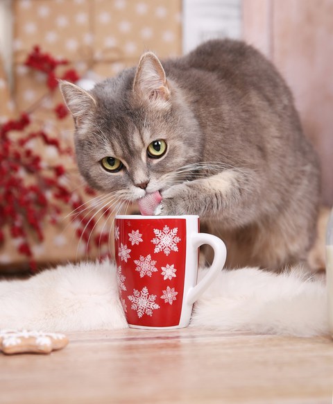 Katze mit Becher