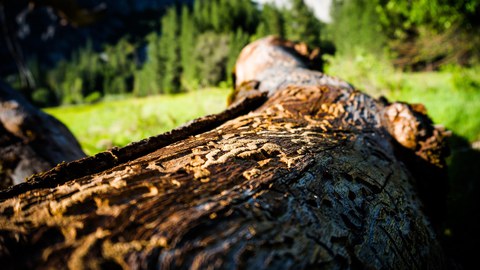 Ein von Borkenkäfern geschädigter Baum liegt auf einer Wiese.