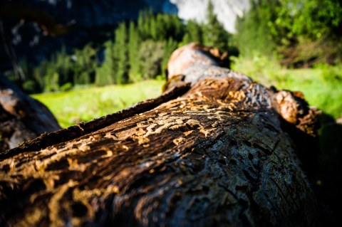 Ein von Borkenkäfern geschädigter Baum liegt auf einer Wiese.
