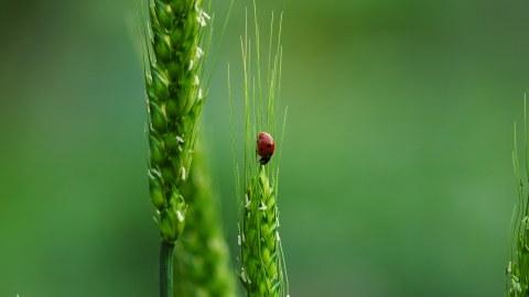 ein Marienkäfer sitzt auf einer Weizenähre.