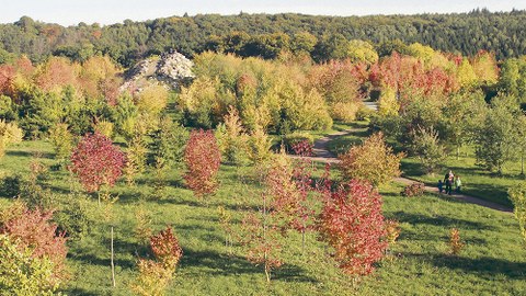 Blick auf die herbstlich bunt gefärbten Bäume im Nord-Amerika-Teil (hier die Appalachen) des Forstbotanischen Gartens in Tharandt.