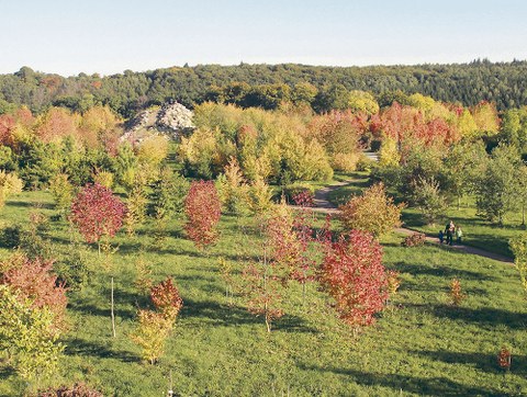 Blick auf die herbstlich bunt gefärbten Bäume im Nord-Amerika-Teil (hier die Appalachen) des Forstbotanischen Gartens in Tharandt.
