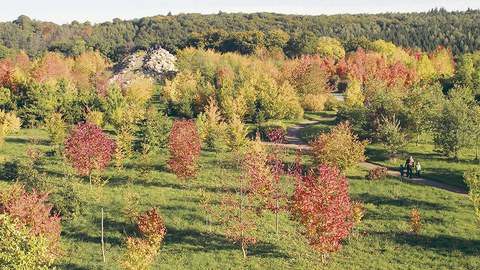 Blick auf die herbstlich bunt gefärbten Bäume im Nord-Amerika-Teil (hier die Appalachen) des Forstbotanischen Gartens in Tharandt.