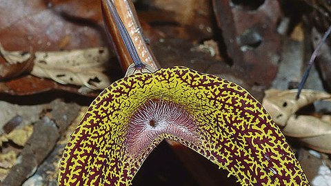 Die Aristolochia wankeana beitzt eine für Pfeifenwinden charakteristische Blütenform.