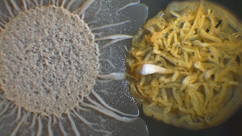 Stark vergrößertes Foto eines Heubazillus neben einem Streptomyzet.