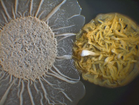 Stark vergrößertes Foto eines Heubazillus neben einem Streptomyzet.