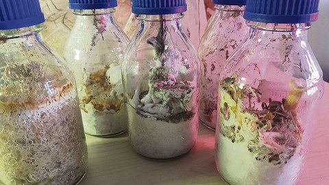 Behälter mit verschiedenen Pilzarten stehen auf Labortisch.