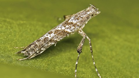 Eine Miniermotte (Caloptilia cuculipennella) sitzt auf einem Blatt.