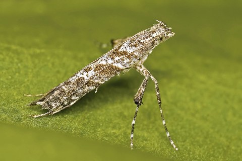 Eine Miniermotte (Caloptilia cuculipennella) sitzt auf einem Blatt.