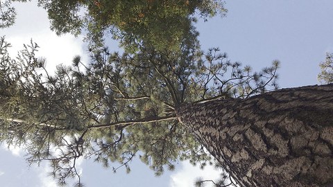 Ein Blick nach oben am Stamm eines Baumes entlang zeigt das Blätterdach des Baumes.