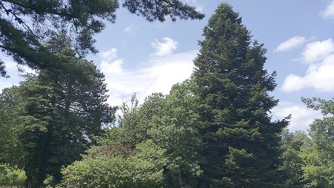 Zu sehen ist die hohe Konifere im Botanischen Garten der TU Dresden.