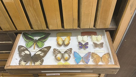 Ein Tableau mit Schmetterlingen aus der Sammlung Waldschutz der Forstbotanischen Sammlungen.