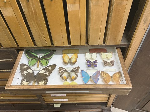 Ein Tableau mit Schmetterlingen aus der Sammlung Waldschutz der Forstbotanischen Sammlungen.