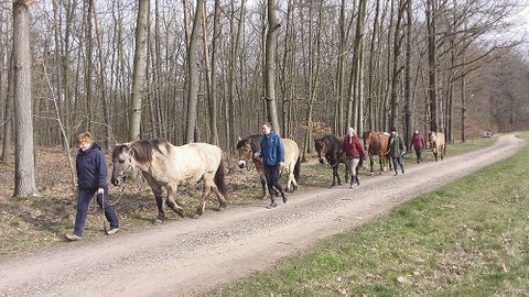 Auf einem Waldweg gehen fünf Menschen, die jeweils ein Pferd am Zügel führen. Sie gehen hintereinander.