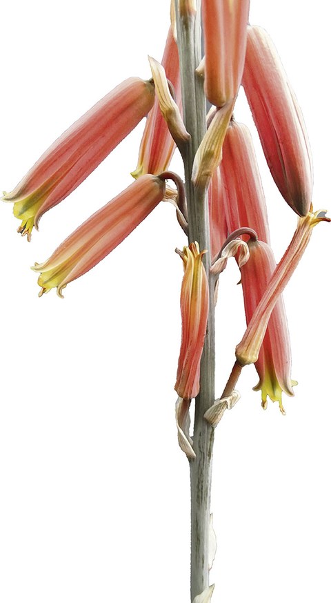Der Blütenstand von Aloe uigensis.
