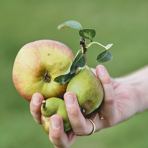 Jemand hält in der Hand einen Apfel und zwei Birnen.