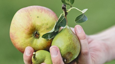 Jemand hält in der Hand einen Apfel und zwei Birnen.