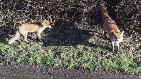Ein Fuchspaar sucht am helllichten Tage nach Unterschlupf an der Nöthnitzer Straße 43.