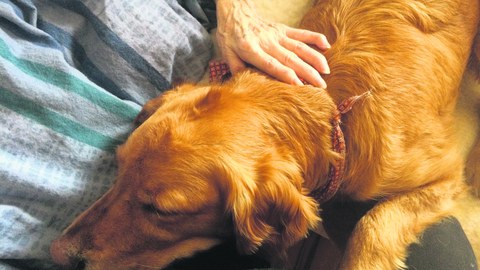 Hunde als Stresspuffer