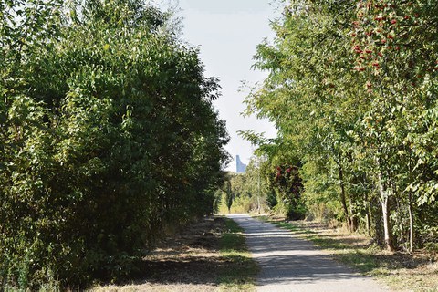 Zu sehen ist ein Waldweg, rechts und links stehen Bäume. Im Hintergrund ist das MDR-Hochhaus in Leipzig zu sehen.