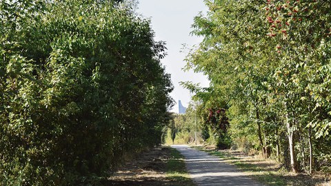 Zu sehen ist ein Waldweg, rechts und links stehen Bäume. Im Hintergrund ist das MDR-Hochhaus in Leipzig zu sehen.