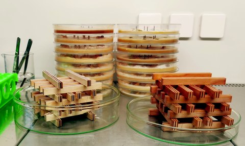 Bild von Holzproben im Labor