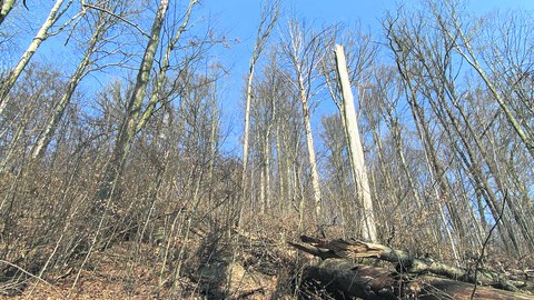 Zu sehen ist ein schwer trockenheits - und hitzegeschädigter Buchenwald.